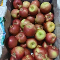 سیب شمیرانی
