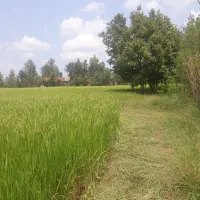 فروش مسکونی با شالیزار در سراوان/ قاضیان|فروش خانه و ویلا|رشت, حومه رشت|دیوار