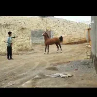 خرید و فروش اسب