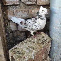 شازده سنگی کاکلی ماده|پرنده|پاکدشت, پاکدشت (مامازند)|دیوار