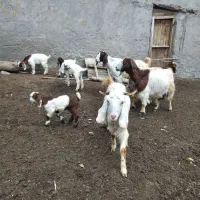 چهار راس بز بزغاله دار