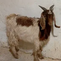 بز.غاله نرو ماده|حیوانات مزرعه|قم, تعویض پلاک|دیوار