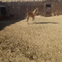 سگ گله|سگ|نیمبلوک, |دیوار