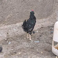 مرغ  تاج سنگی و خروس سیاه وکوکو|حیوانات مزرعه|شیراز, گل سرخ|دیوار