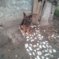 فروش یه قلاده سگ ژرمن ماده|سگ|سیاهکل, |دیوار