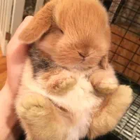 نژادخوکچه خارجی ایرانی.فندقی .کوتوله جوندگان|موش و خرگوش|اصفهان, شاهزید|دیوار