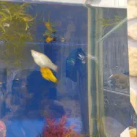 ماهی گوپی و مولی|ماهی|تهران, کوهک|دیوار