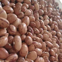 لوبیا چیتی