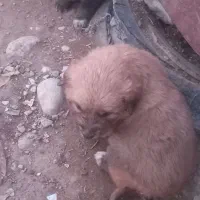 (چکی۱۵تا۳۰روز) قوچ پلنگی ودوبر.بره میش بز فروخته د|حیوانات مزرعه|داران, |دیوار