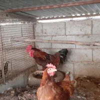 فروش خروس ردآیلند به همراه مرغ میکس رد آیلند|حیوانات مزرعه|رضوانشهر, |دیوار