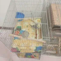 عروس هلندی|پرنده|بومهن, |دیوار