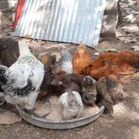 جوجه|حیوانات مزرعه|رشت, حومه رشت|دیوار