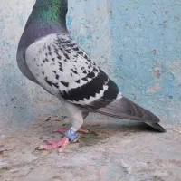 کبوتر مسافتی پلاکی