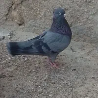کبوتر|پرنده|چغادک, |دیوار