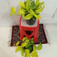 گل و گیاه طبیعی باکیفیت سانسوریاو پتوس و زامفولیا|گل و گیاه طبیعی|مشهد, قائم|دیوار