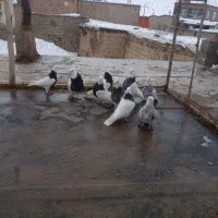 حیوانات خانگی|پرنده|زیویه, |دیوار