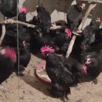 تخم مرغ  نطفه دار از نژاد مرندی اصیل|حیوانات مزرعه|ساری, |دیوار