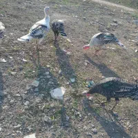 بوقلمون محلی|حیوانات مزرعه|گنبد کاووس, |دیوار