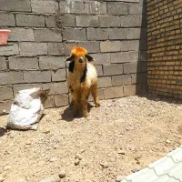 حیوانات مزرعه بره