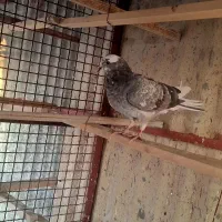 ۲تا جوجه|پرنده|تهران, کیانشهر|دیوار