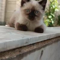 گربه سیامی اصیل و کمیاب