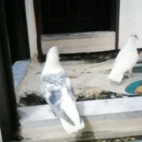 کبوتر ساده مگسی افغانی