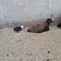 فروش میش‌و بره