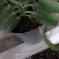 گل معاوضه|گل و گیاه طبیعی|یزد, |دیوار