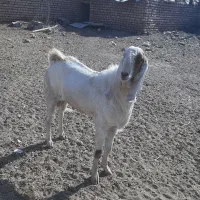 نربز گلابی پیام بدین شماره تماس بدم