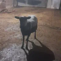 گوسفند رومانوف رومانوف و لاروف|حیوانات مزرعه|مرزیکلا, |دیوار