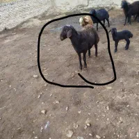 دو عدد بره قوچ افشاری اصل