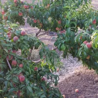 فروش باغ ثمری حسن آباد سنجرلو|فروش زمین و ملک کلنگی|سیدان, |دیوار