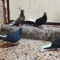 سلام 4عدد دم سفید