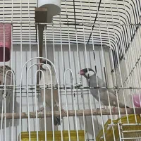 مرغ عشق انگلیسی فنچ نرگسی بلدرچین مینیاتوری