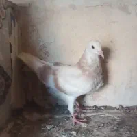 جوجه شازده زرد|پرنده|قم, صفاشهر|دیوار