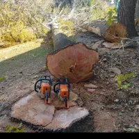 برش درخت و خرید چوب|خدمات باغبانی و درختکاری|شیراز, شریفآباد|دیوار