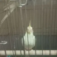 عروس هلندی|پرنده|قزوین, |دیوار