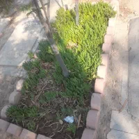 خدمات باغچه ، رنگ سنگ مزار|گل و گیاه طبیعی|کهریزک, |دیوار