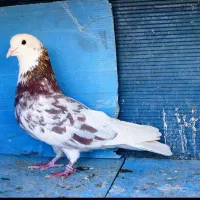 کبوتر تیرماه