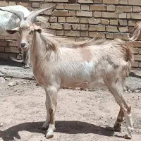 چبش سانن
