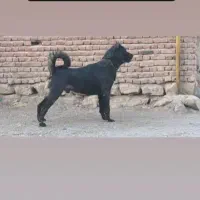 سگ گله ای و نگهبان