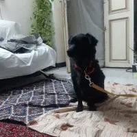 سگ پامر بلک