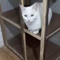 واگذاری گربه به صورت حمایتی
