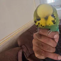 مرغ عشق انگلیسی اصل دستی ومرغ مینا|پرنده|یزد, |دیوار