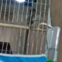 گلبسر مست بخون