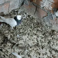 صید دیروز یه طوقی سیاه با یه سیاه جوجه سینه|پرنده|بجنورد, |دیوار