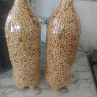 نخود محلی دیم