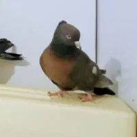 چندجفت کبوتر رنگ|پرنده|اراک, |دیوار