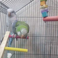 طوطی راهب جفت مولد|پرنده|شاهنجرین, |دیوار