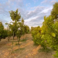 زمین ساحلی فروش فوری به دلیل مهاجرت اقساط